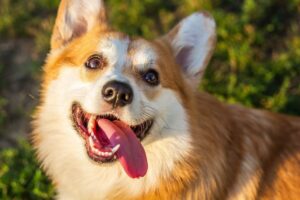 12 Dog Breeds Most Likely to Steal Your Snacks