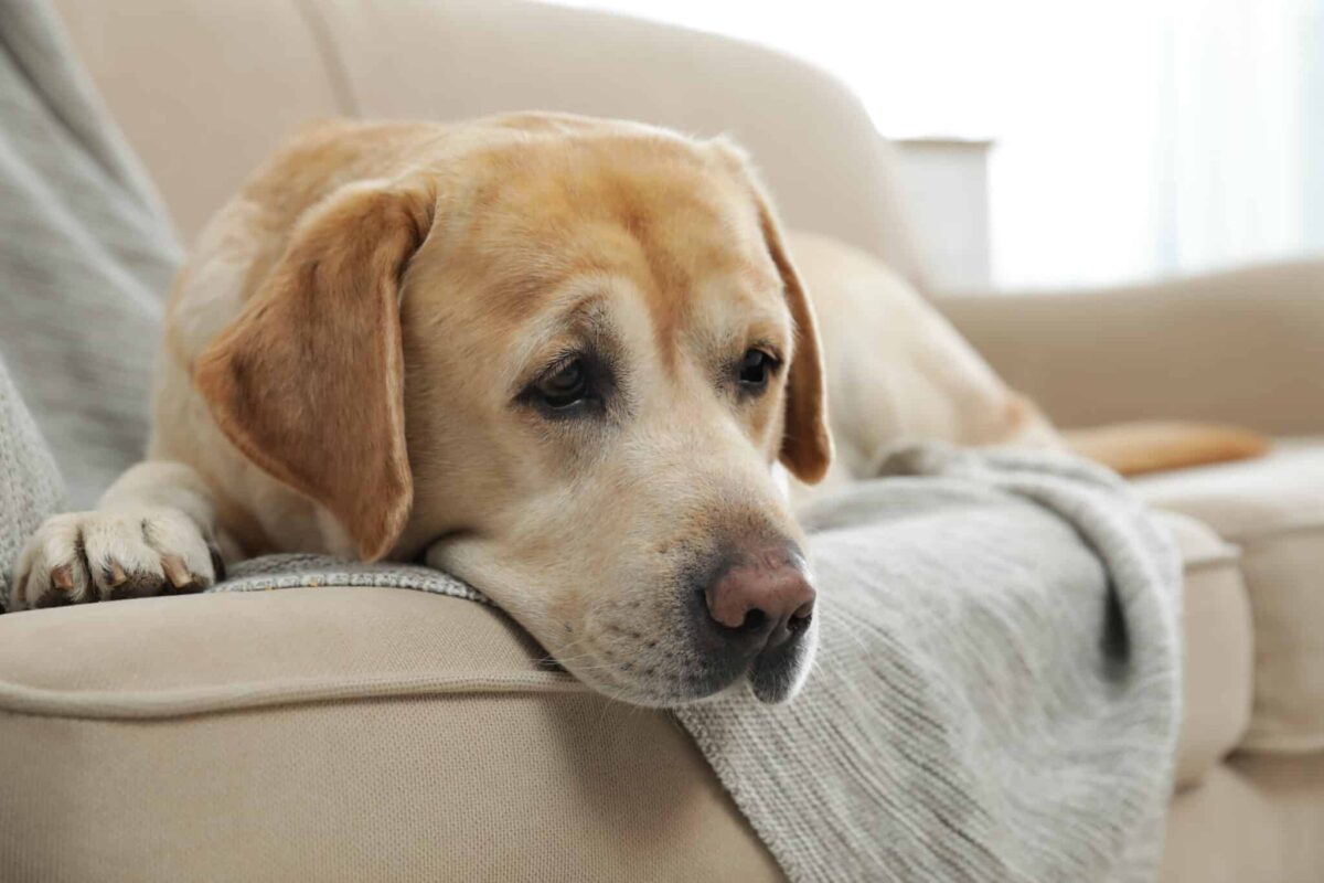 12 Dog Breeds Most Prone To Cancer