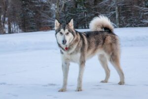 12 Dog Breeds That Love To Play In The Snow