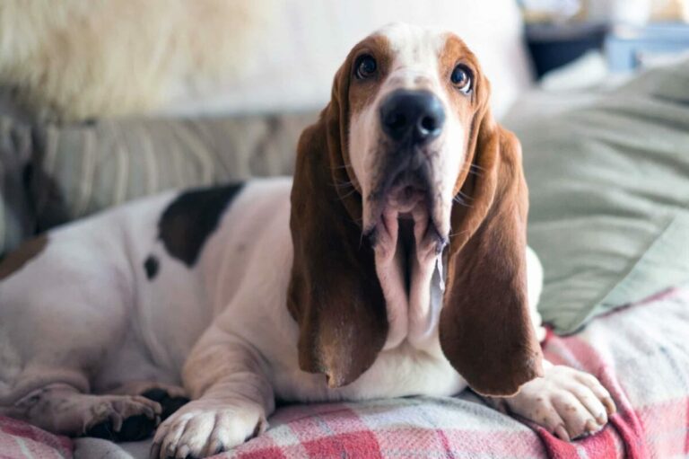 12 Dog Breeds With The Most Endearing Puppy-Dog Eyes