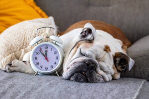 12 Dog Breeds with the Most Unique Sleeping Habits