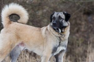 12 Most Courageous Dog Breeds