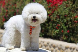 12 Most Hypoallergenic Dog Breeds