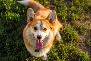 12 Most Playful Dog Breeds