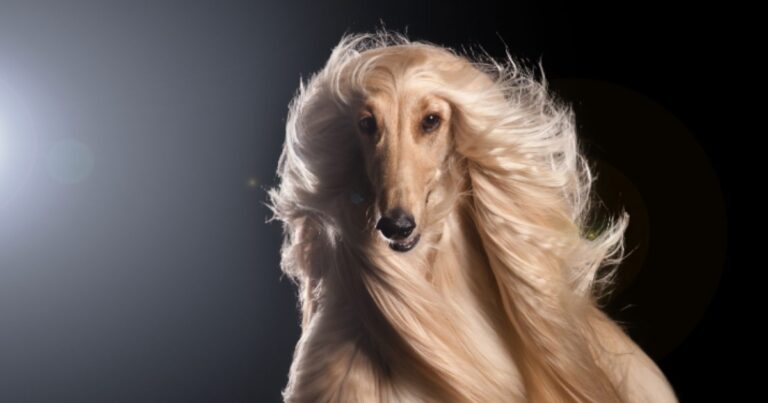 12 Most Regal Dog Breeds