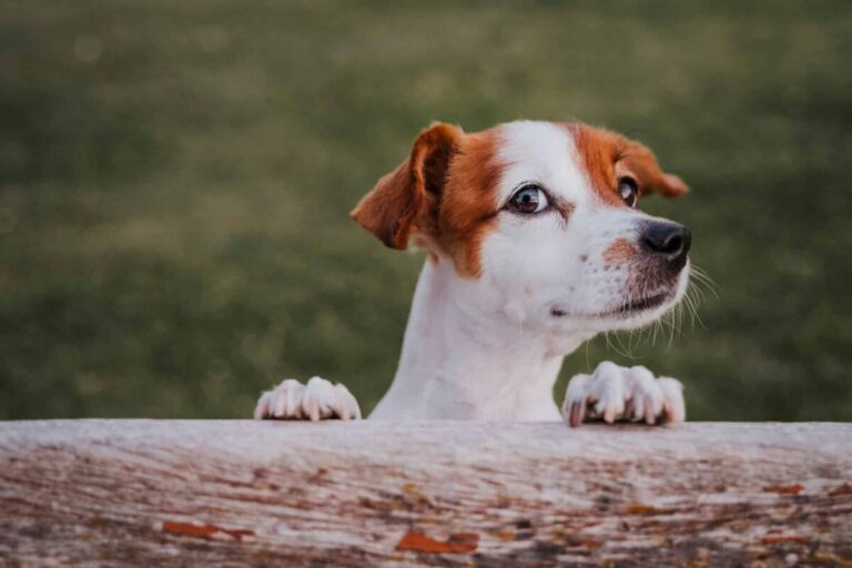 12 SMALL Dog Breeds With LARGE Personalities