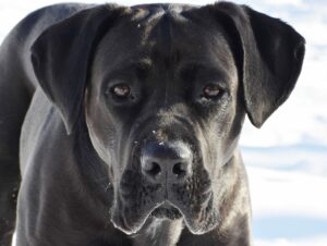 13 Best Dog Breeds For Protecting Your Family