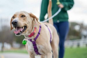 13 Dog Breeds Who Are Inseparable from Their Owners