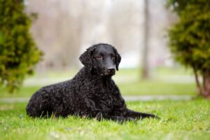 15 Dog Breeds At Risk Of Disappearing