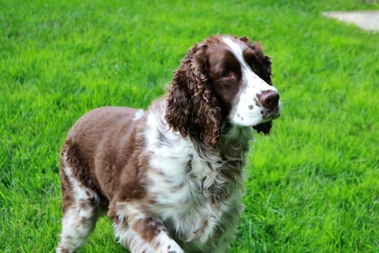 15 Dog Breeds Best Suited For Living In The Country