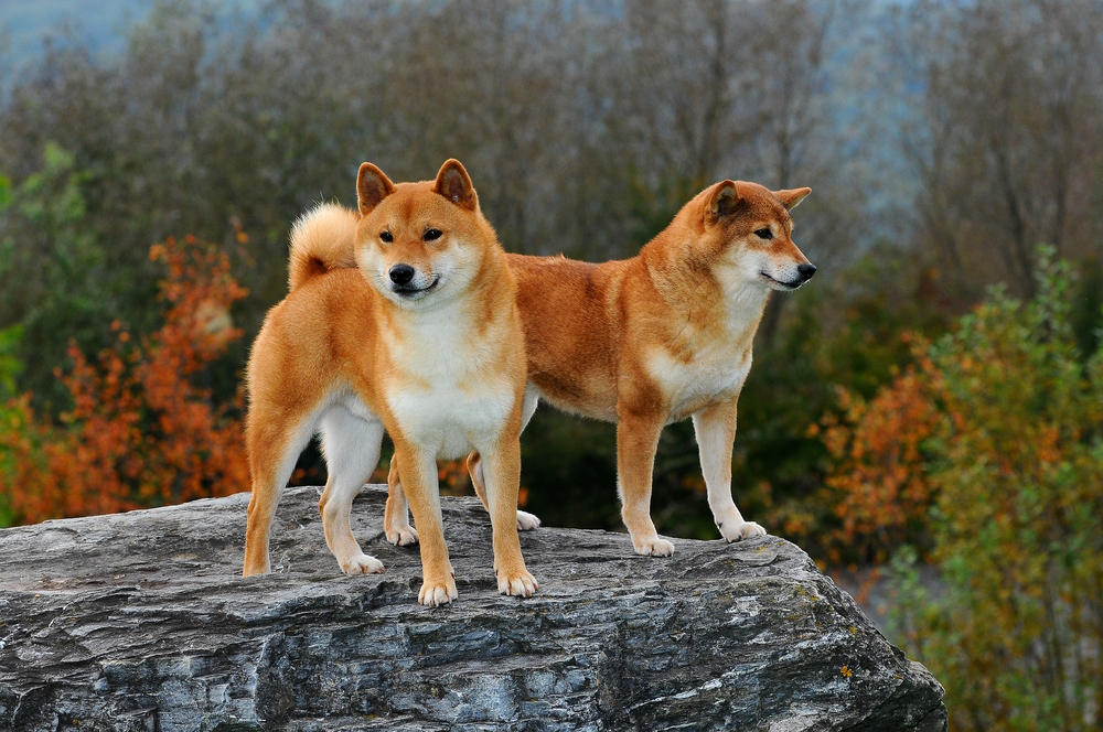 two-red-shiba-inu-dogs-standing-on-the-rock