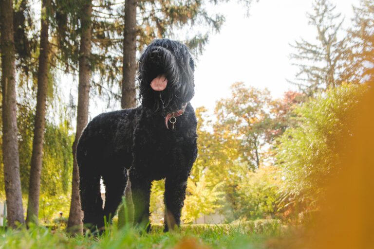 16 Dog Breeds That Personify “Loyalty”