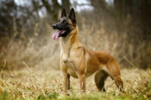 16 Fearless Dog Guardians: Best Breeds to Protect Your
Castle