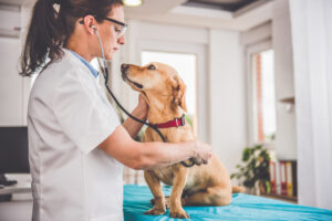 female veterinarian checking up a dog