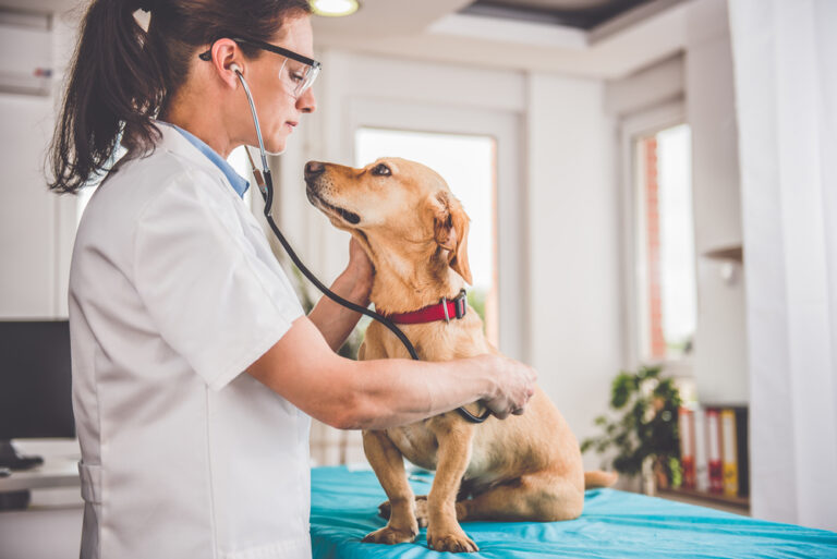 How Can I Talk With a Vet if I Am on a Trip With My Pet? Vet
Approved Advice