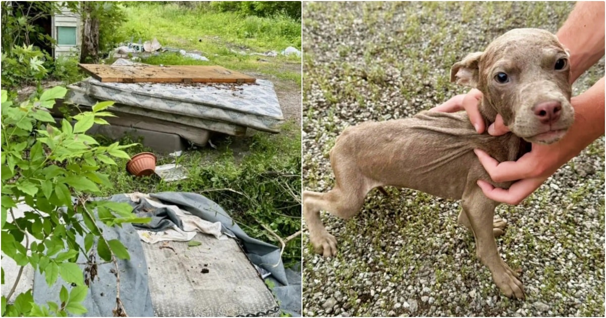 6 Wk Old Puppies Left On Dirty Mattress Were Not As Young As
Rescuers Thought