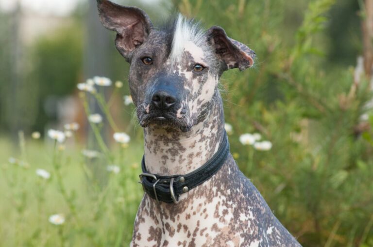 7 Dog Breeds With Mysterious Ancestry