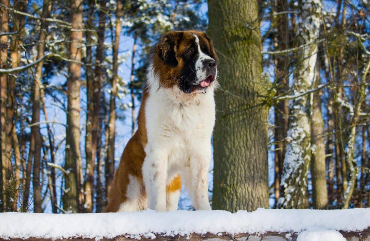 7 Giant Dog Breeds Who Are Just Big Babies