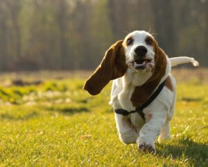 7 Telltale Signs You’re A Basset Hound Parent