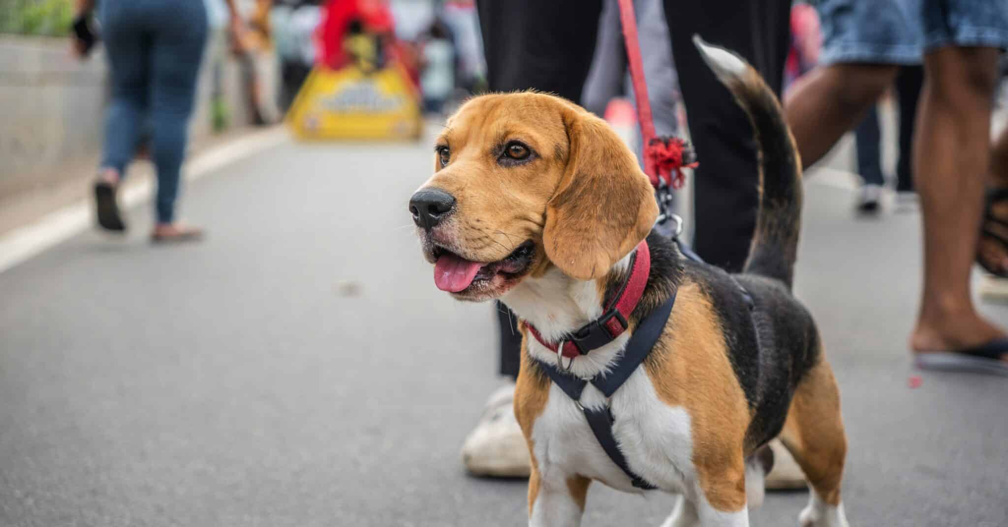 7 Telltale Signs You’re A Beagle Parent