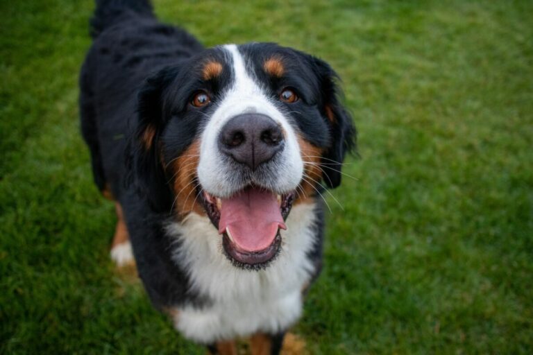 7 Telltale Signs You’re A Bernese Mountain Dog
Parent