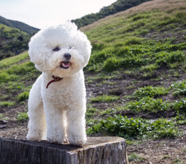 7 Telltale Signs You’re A Bichon Frise Parent