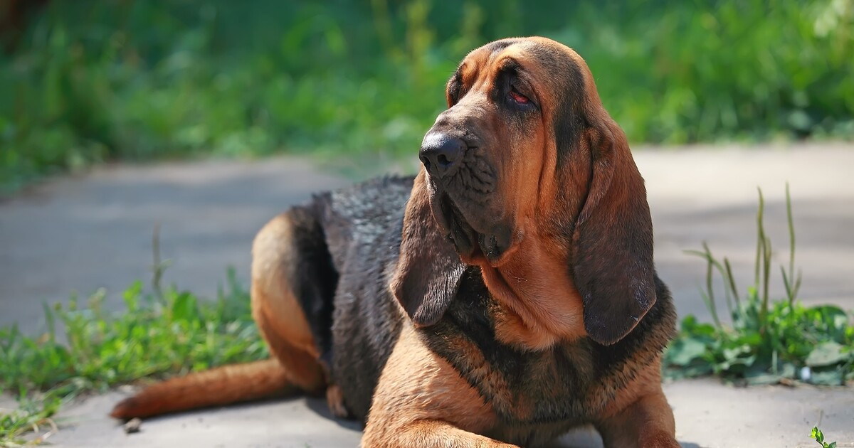 7 Telltale Signs You’re A Bloodhound Parent