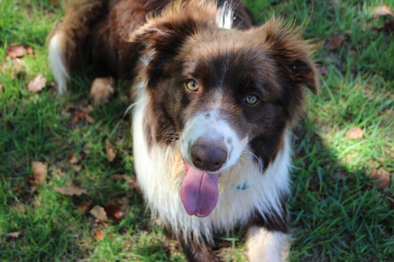 7 Telltale Signs You’re A Border Collie Parent