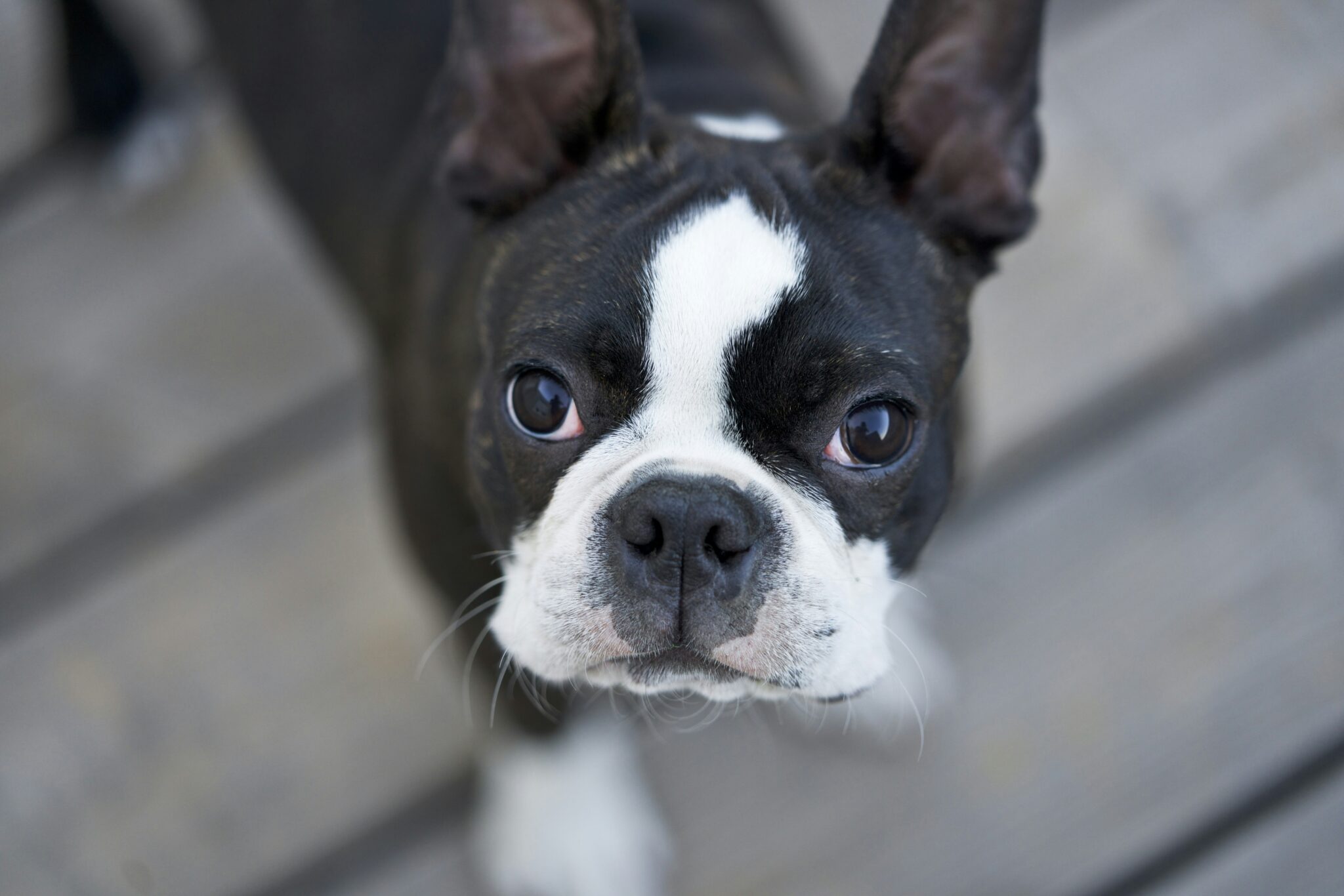 7 Telltale Signs You’re A Boston Terrier Parent