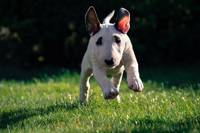 7 Telltale Signs You’re A Bull Terrier Parent