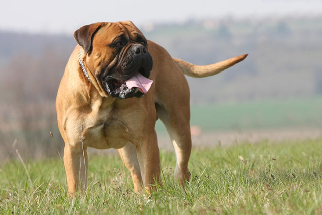 7 Telltale Signs You’re A Bullmastiff Parent