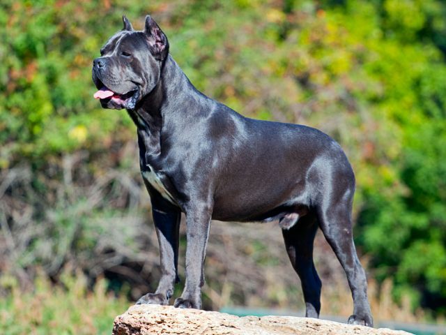 7 Telltale Signs You’re A Cane Corso Parent