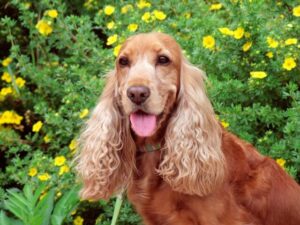 7 Telltale Signs You’re A Cocker Spaniel Parent