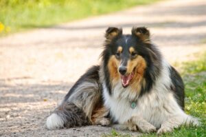 7 Telltale Signs You’re A Collie Parent