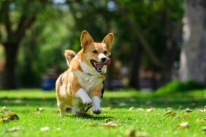 7 Telltale Signs You’re A Corgi Parent