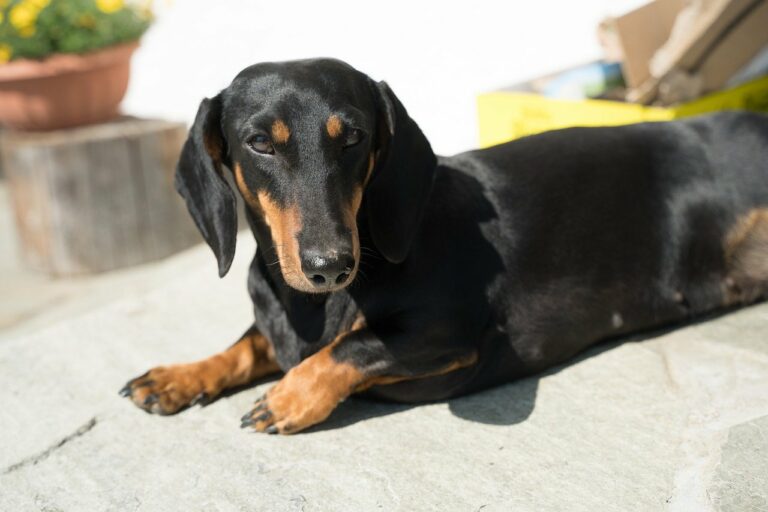 7 Telltale Signs You’re A Dachshund Parent