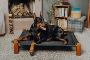 7 Telltale Signs You’re A Doberman Parent