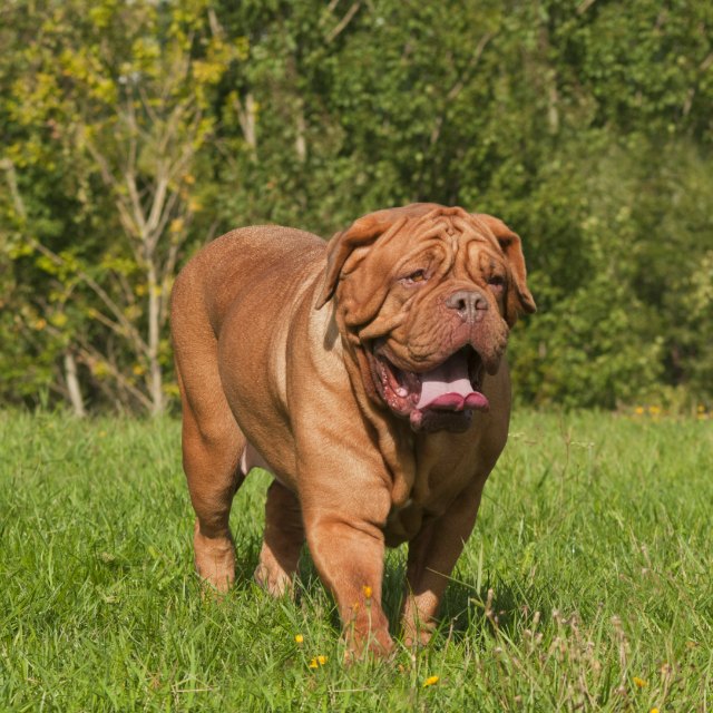 7 Telltale Signs You’re A Dogue De Bordeaux Parent