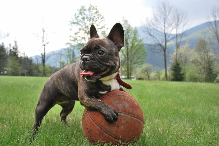 7 Telltale Signs You’re A French Bulldog Parent