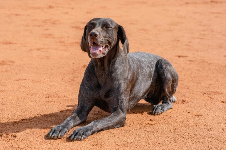 7 Telltale Signs You’re A German Shorthaired Parent