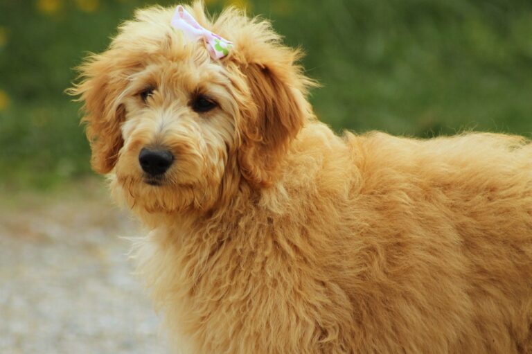 7 Telltale Signs You’re A Goldendoodle Parent