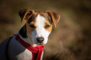 7 Telltale Signs You’re A Jack Russell Parent