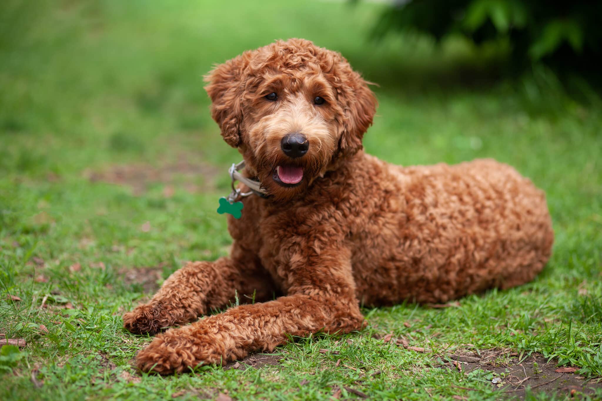 7 Telltale Signs You’re A Labradoodle Parent