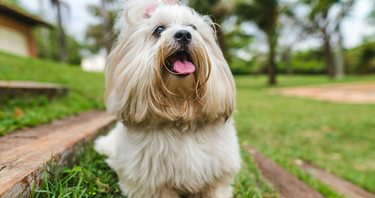 7 Telltale Signs You’re A Lhasa Apso Parent