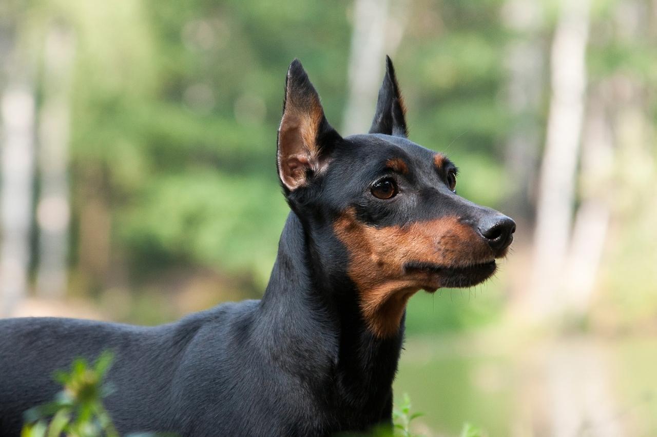 7 Telltale Signs You’re A Miniature Pinscher Parent