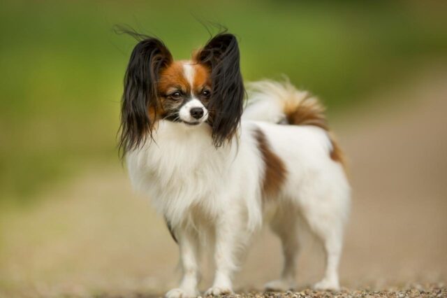 7 Telltale Signs You’re A Papillon Parent