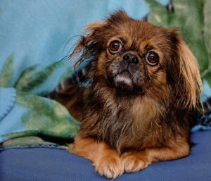 7 Telltale Signs You’re A Pekingese Parent