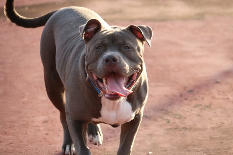 7 Telltale Signs You’re A Pit Bull Parent