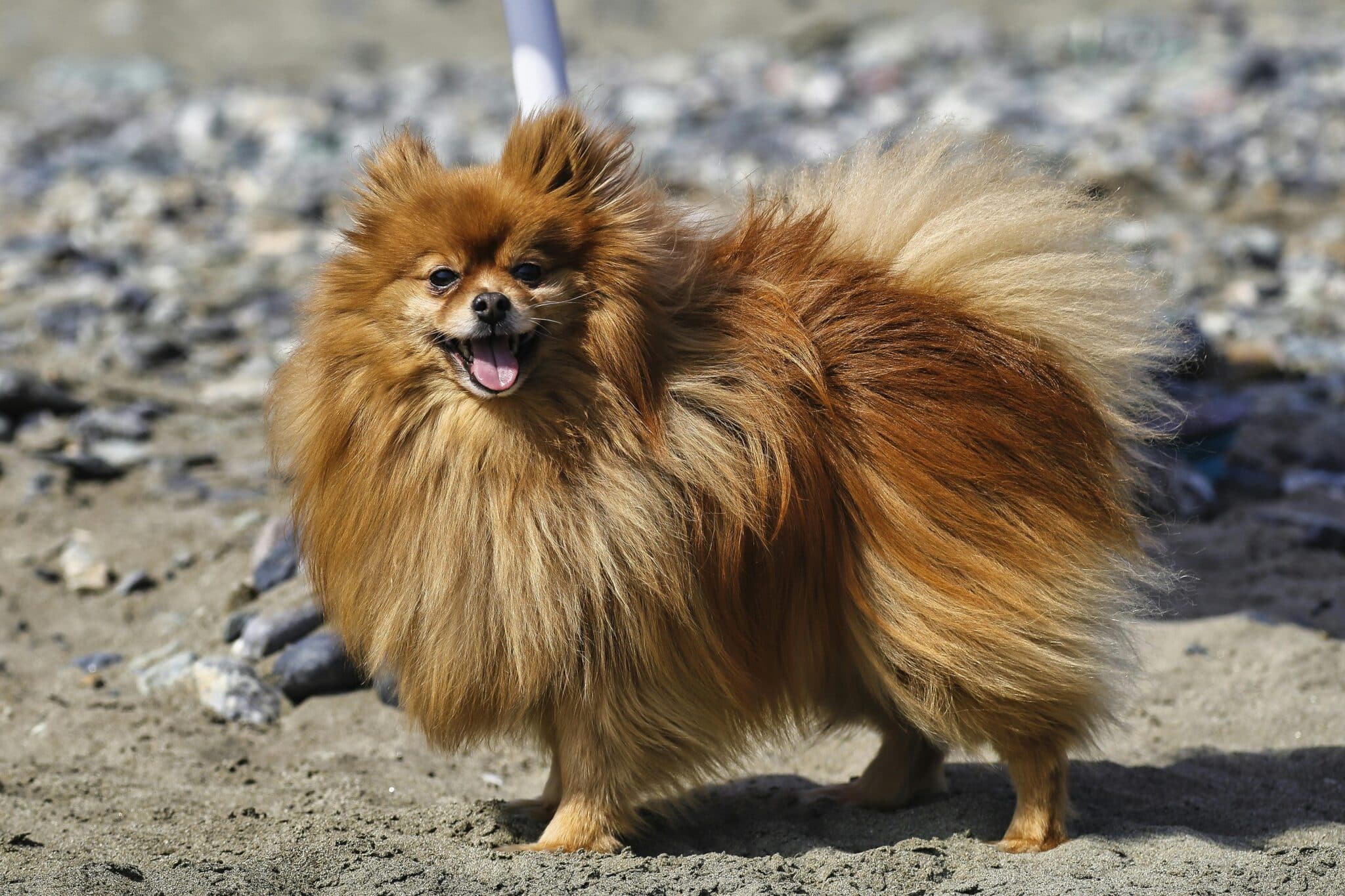 7 Telltale Signs You’re A Pomeranian Parent