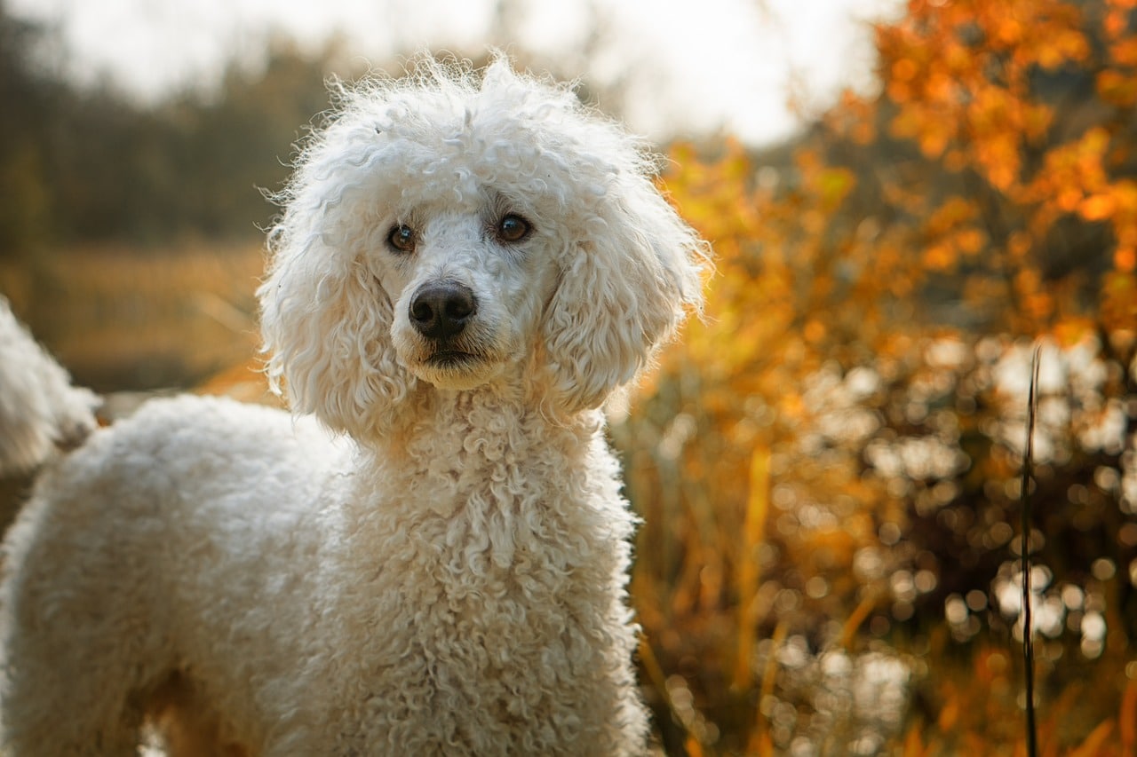 7 Telltale Signs You’re A Poodle Parent